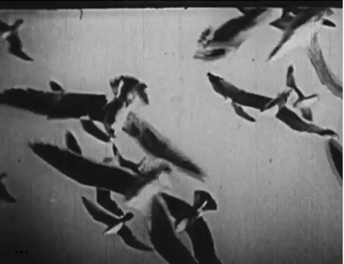 Joseph Cornell, The Midnight Party, 1938 toucher le ciel.gif, avr. 2021
