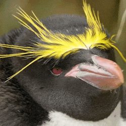Macaroni Penguin (Eudyptes chrysolophus) le Cid Corneille que pour voir en un jour flétrir tant de lauriers.gif, août 2021