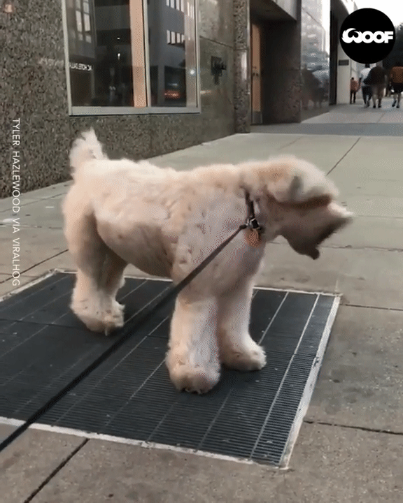 Marilyn Monroe avait un chien.gif, nov. 2020