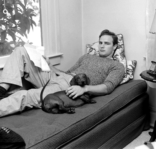 Marlon Brando la psychanalyse de l'homme au teckel.gif, déc. 2019