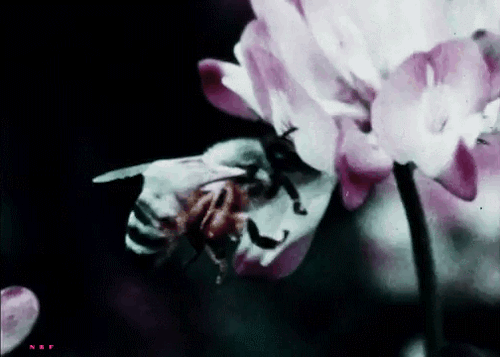 National Geographic Specials, The Hidden World of Insects, 1966, abeille.gif, juin 2020