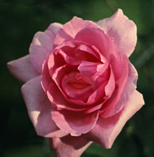 Peau d'âne Jacques Demy Catherine Deneuve, 1970 la rose qui parle.gif, déc. 2020