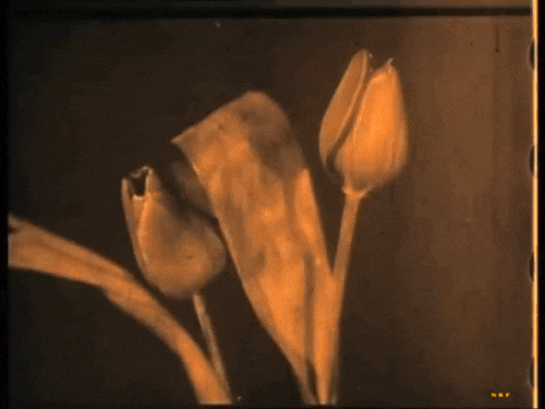 Percy Smith, Birth of a Flower, 1910 les tulipes de soie.gif, déc. 2020