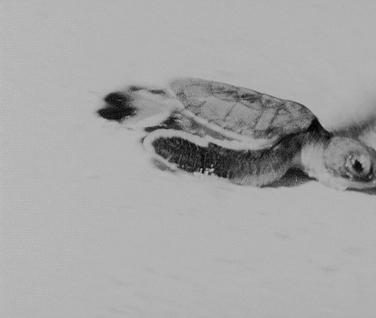 Planet Earth III green turtle turtle BBC tortue débarquement D-Day
