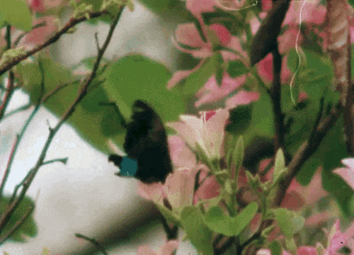 Pyramid Film &amp; Video, Butterflies, 1990 le papillon dans le buisson.gif, sept. 2020