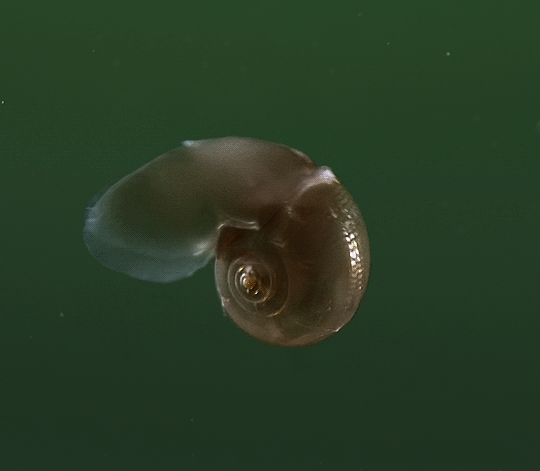 Sea butterfly Planet Earth BBC les escargots volaient bas ce jour-là
