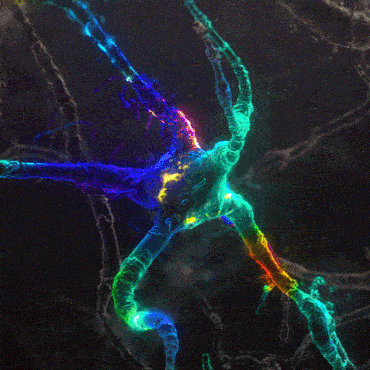 Synapse Electrical Neuron démarrage du système.gif, oct. 2021