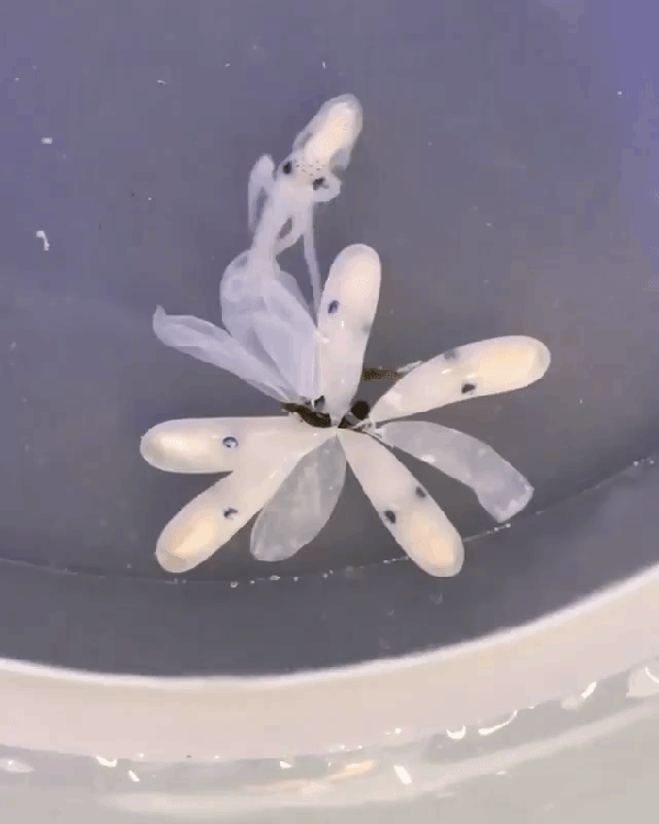 Tiny Baby Octopuses Changing Color as They Burst Out of Their Egg Sacs les bébés poulpes changeant de couleur.gif, août 2020