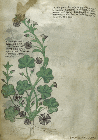 Tractatus de Herbis (Codex Sloane 4016), 1440. gif by Pamela Chougne les enluminati du Moyen Age.gif, sept. 2020