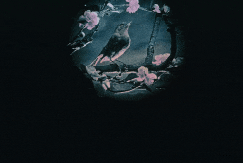 W_adys_aw_Starewicz_The_Voice_of_the_Nightingale_1923.gif