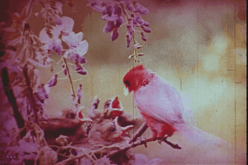 Walt Disney Productions Nature’s Half Acre 1951 oiseau becquée.gif, fév. 2020