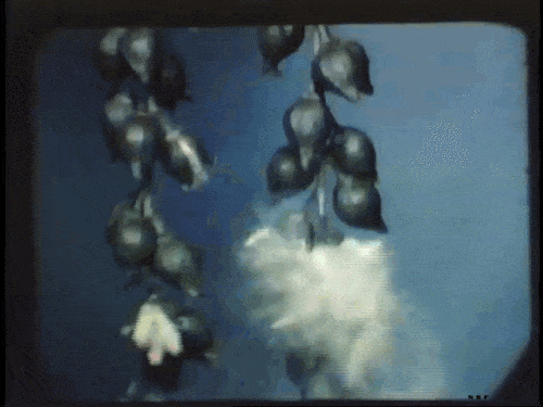 William M. Harlow, State University of New York, College of Forestry, Syracuse. Studies of trees growing using time-lapse photography, 1953 les explosions naturelles.gif, nov. 2020