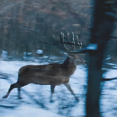 cerf_et_courir_en_foret.gif