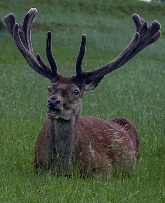 cerfs_manger_leger.gif