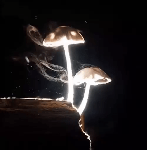 champignon les spores de printemps.gif, avr. 2021