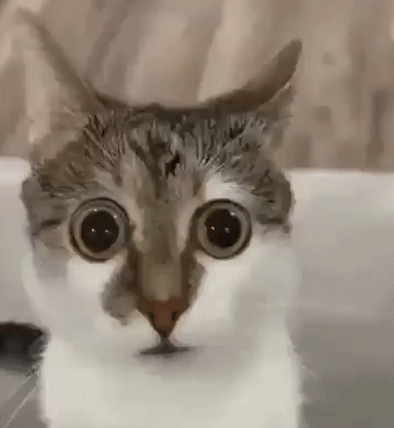 chat mon dieu mon dieu je n'en crois pas mes yeux.gif, mai 2023
