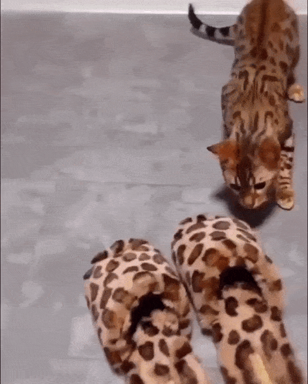 chaussures le jeune chat apprend beaucoup en jouant avec ses semblables.gif, avr. 2023
