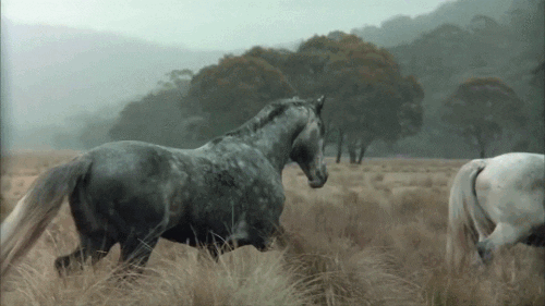 chevaux dans la brume.gif, sept. 2020