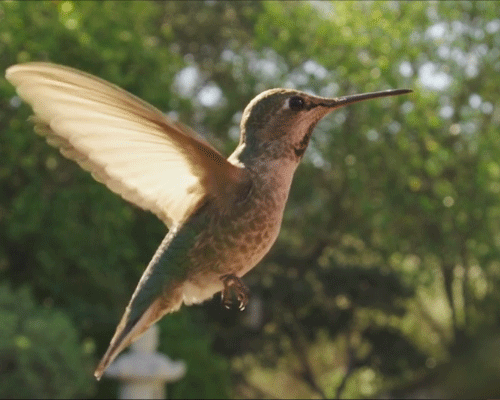 colibri les mauvaises langues disent que je brasse du vent.gif, août 2020