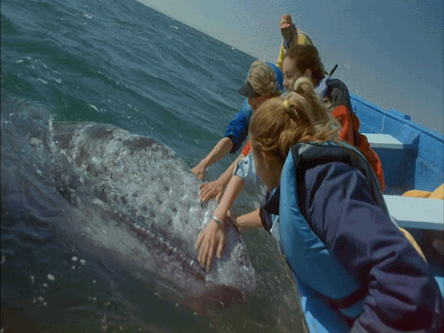 comment les touristes ont noyé Moby Dick.gif, août 2019
