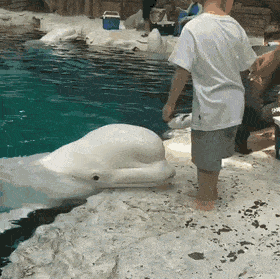 dauphin blanc la pédophilie chez le beluga.gif, sept. 2020