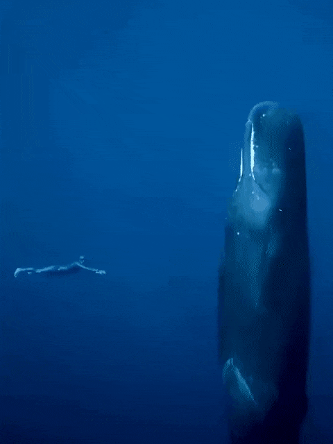 debout les baleines.gif, août 2020
