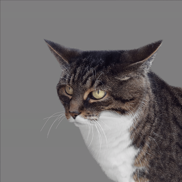 dirk_koy Shape Studies maltraitance animale transforme ton chat en oiseau ou en léopard.gif, mai 2023
