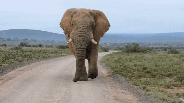 elephant_la_coordination_des_oreilles.gif