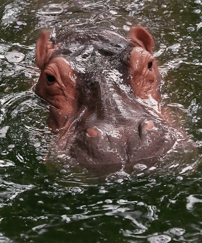 hippopotame oreilles I believe I can fly.gif, janv. 2021