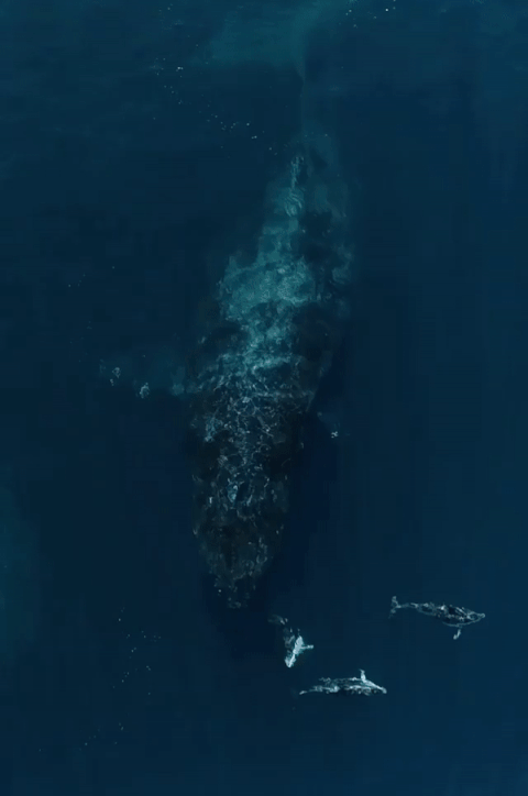 humpback whale swats away cousin cetaceans off san clemente island baleine à bosse aux autres cétacés dégagez les gamins.gif, juil. 2021