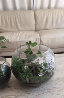 hydrater les plantes.gif, avr. 2020