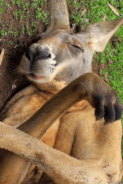 kangourou rêve parler en dormant.gif, sept. 2021