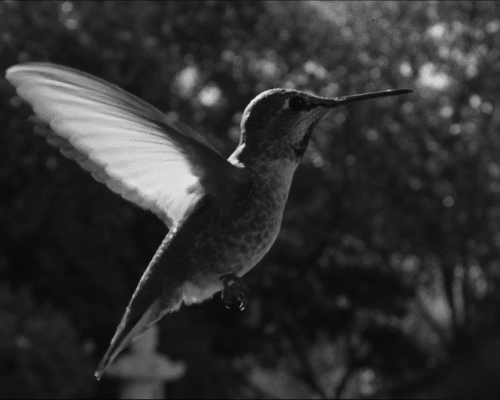 la patience du colibri.gif, janv. 2020