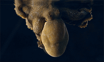 le rêve du poulpe footage of a sleeping octopus chromatophores changing colors.gif, juil. 2020