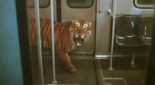le tigre dans le métro.gif, juin 2020