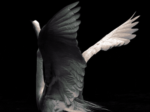 les ailes du désir.gif, nov. 2019
