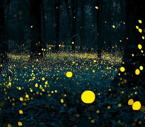les lucioles dans la forêt.gif, mars 2023