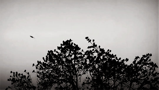 les oiseaux et l'arbre.gif, sept. 2019