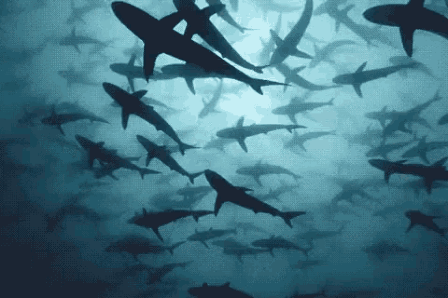 les requins.gif, mai 2020