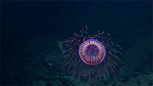méduse Nautilus l'oeil des profondeurs.gif