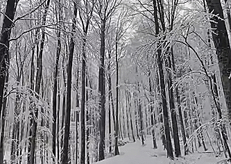 neige forêt blanche.gif, janv. 2020