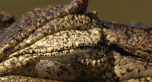 oeil du caiman crocodile alligator.gif, oct. 2021