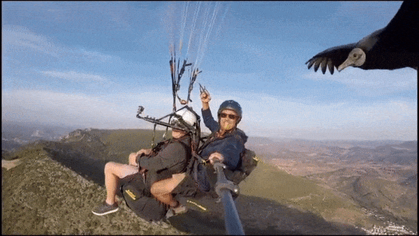 oiseau_parapente__le_passager.gif