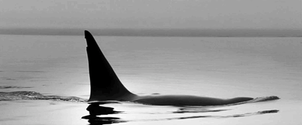 orque en plongée.gif, mai 2020