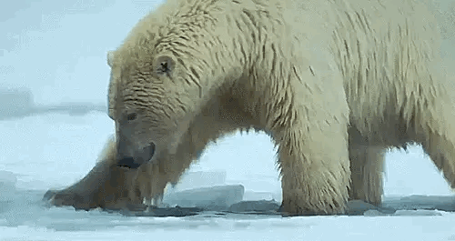 ours blanc brisons la glace.gif, sept. 2020
