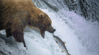 ours et saumon nager à contre courant.gif, janv. 2020