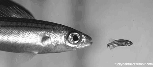 poisson chaine alimentaire.gif, août 2019