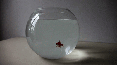 poisson rouge sortir du bocal le vendredi c'est liberté