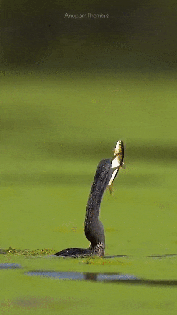 poisson volant lancer de poisson gorge profonde tu ne joueras pas avec la nourriture.gif, avr. 2023