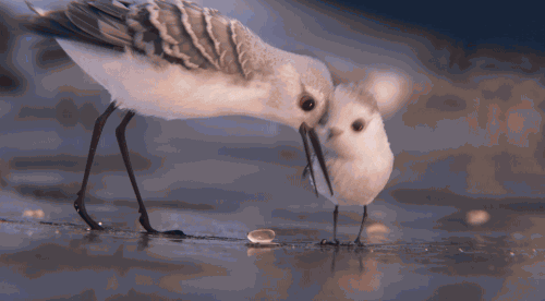 poussin_avance.gif